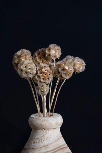 美しいScabiosaの種鞘 ヴィンテージティーポットの花束 高品質の写真 — ストック写真