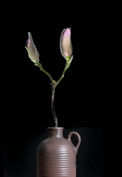 Lila Magnolia Knoppar Vintage Vas Högkvalitativt Foto — Stockfoto