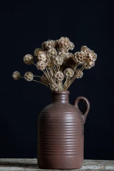 Beautiful Scabiosa Seed Pods Bouquet Vintage Teapot High Quality Photo — Stock Photo, Image