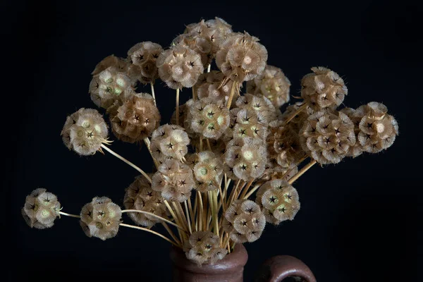 Schöne Scabiosa Samenschoten Ein Bouquet Vintage Teekanne Hochwertiges Foto — Stockfoto