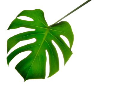 Koyu yeşil Canavar yapraklarını izole et. Büyük filodendron yaprakları. Beyaz arka planda yetişen tropikal yapraklar. Yüksek kalite fotoğraf