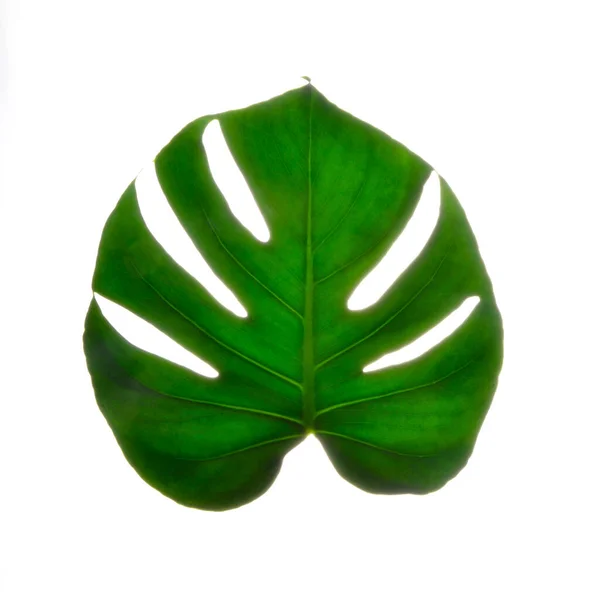 Izolovat Tmavě Zelené Monstera Velké Listy Filodendron Tropické Listoví Rostlina — Stock fotografie