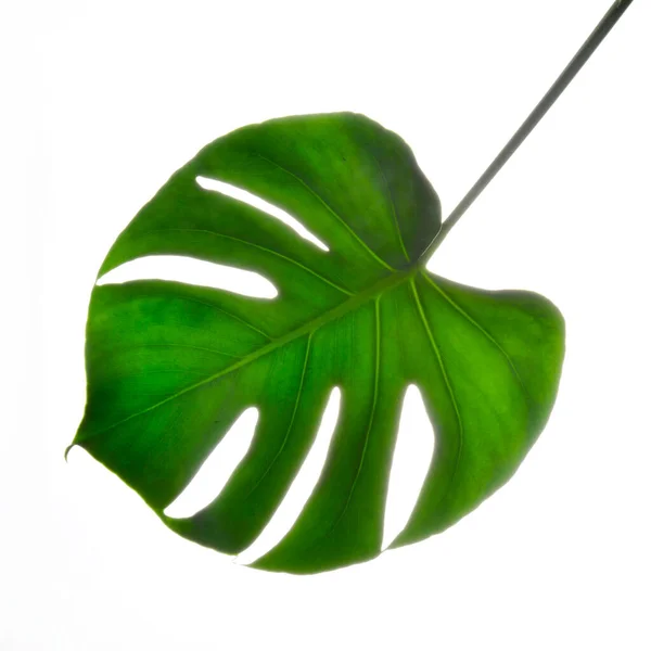 Izolovat Tmavě Zelené Monstera Velké Listy Filodendron Tropické Listoví Rostlina — Stock fotografie