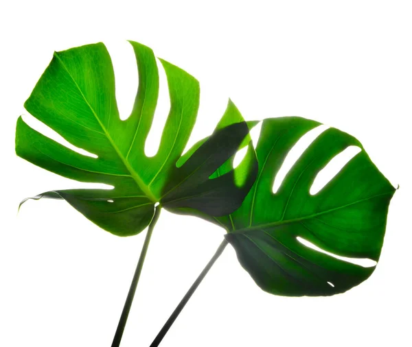 Twee Geïsoleerde Donkergroene Monstera Grote Bladeren Filodendron Tropische Gebladerte Plant — Stockfoto