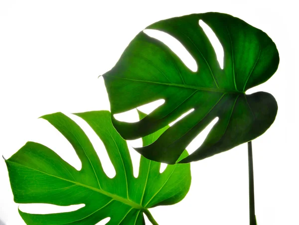Dva Izoláty Tmavě Zelené Monstera Velké Listy Filodendron Tropické Listoví — Stock fotografie