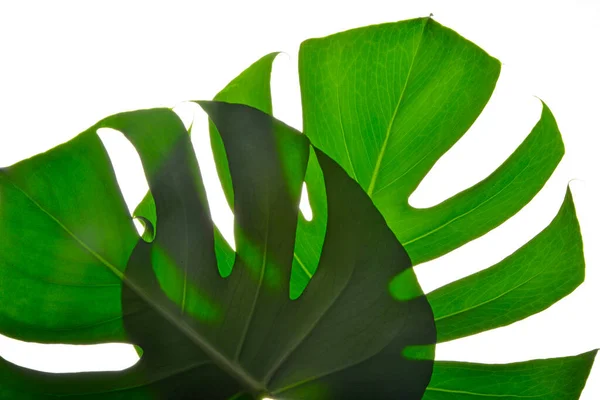 Dva Izoláty Tmavě Zelené Monstera Velké Listy Filodendron Tropické Listoví — Stock fotografie