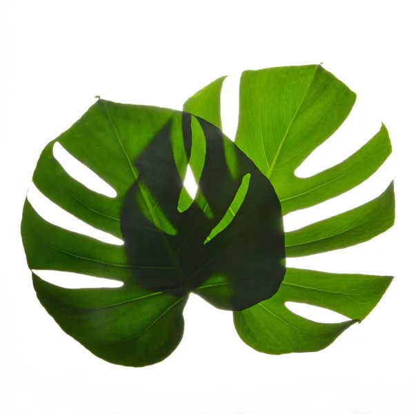 两片深绿色的怪兽大叶子 在白色背景下生长在野外的热带伞形叶植物 高质量的照片 图库图片