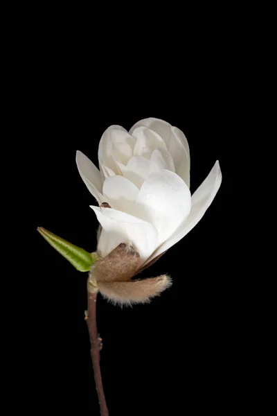 Anbud Vit Magnolia Blomma Isolerad Svart Högkvalitativt Foto — Stockfoto