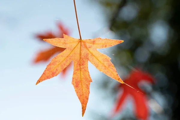 Leaves Maple Tree Which Turned Orange Red Autumn High Quality — Stock Photo, Image