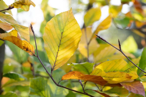 stock image Fresh autumn birch leaves in solar beams close-up. High quality photo