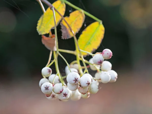 Beyaz Böğürtlen Sorbus Cashmiriana Ağacının Beyaz Meyveleri Dağ Külleri Yakın — Stok fotoğraf