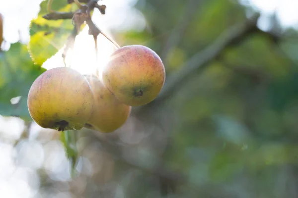 Herfst Appelfruit Hangend Aan Appelboom Hoge Kwaliteit Foto — Stockfoto