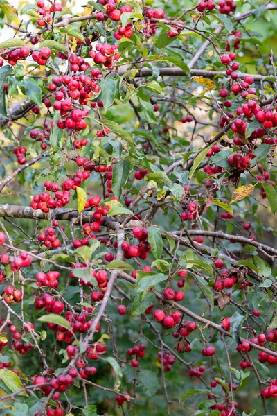Many Red Ripe Ornamental Apples Hang Crown Tree Which Leaves — Stock Photo, Image
