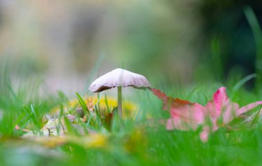 Sonbahar ormanında büyüyen beyaz mantar. Yüksek kalite fotoğraf