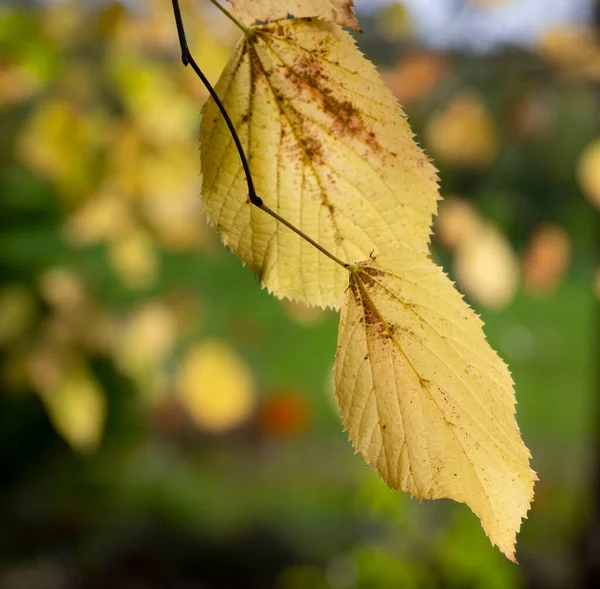 Yellow Tilia Leaves Brach Autumn Forest High Quality Photo — Stock Photo, Image