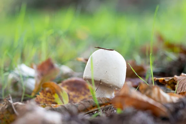 Cogumelo Branco Crescendo Floresta Outono Foto Alta Qualidade — Fotografia de Stock
