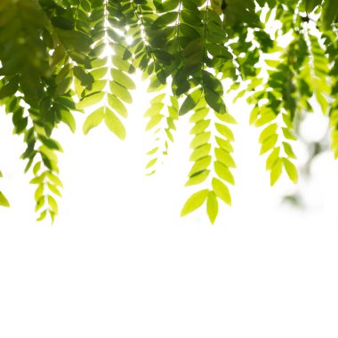 Demirhindi giysiler ve ev kağıdı için desenli tasarım bırakır. Yüksek kalite fotoğraf