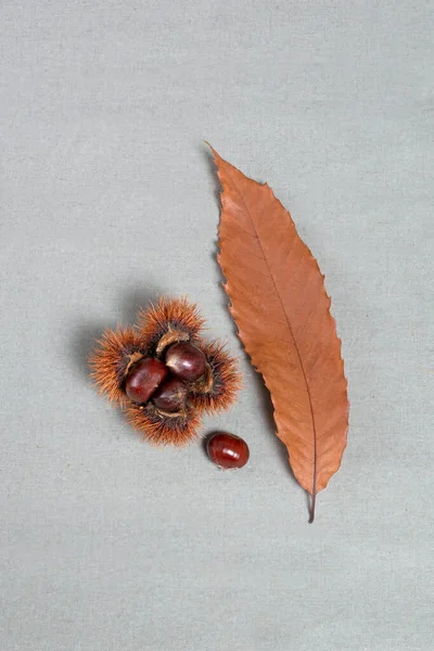 Süßkastanien Und Braun Gefärbtes Herbstblatt Hochwertiges Foto — Stockfoto