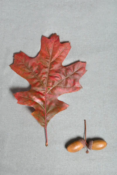 참나무와 고품질 — 스톡 사진