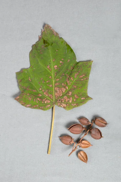 Paulownia Elongate Leaf Brown Seed Hulls High Quality Photo — Stock Photo, Image