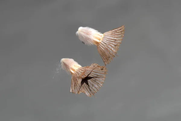 Krätze Samen Fliegen Durch Den Grauen Himmel Hochwertiges Foto — Stockfoto
