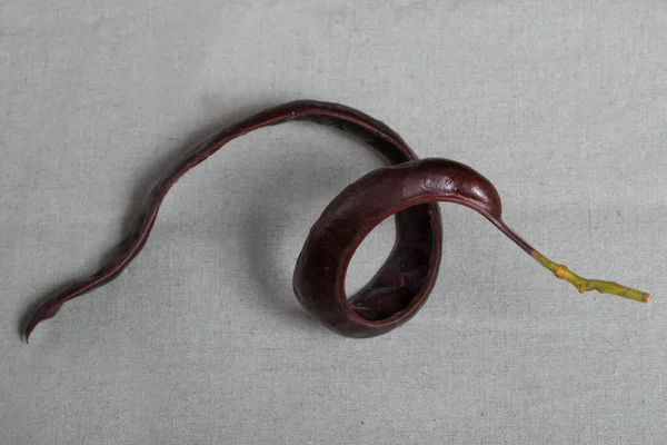 心臓の形をしたセラトニア シリカ豆 高品質の写真 — ストック写真