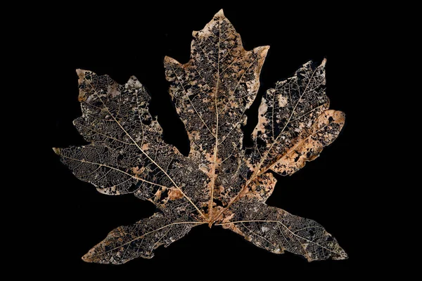 骨格茶色のカエデの葉は黒い背景に隔離されています 高品質の写真 — ストック写真
