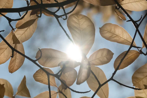 Autumn Leaves Magnolia Tree Backlight High Quality Photo — Stock Photo, Image