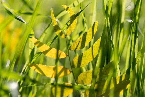 Жовтий Тамаринд Лишає Свіжу Зелену Траву Фотографія Високої Якості — стокове фото
