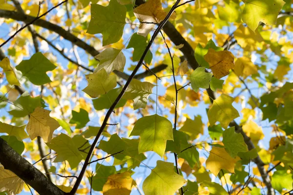 Sunlight Autumn Yellow Tree Leaves High Quality Photo — Stock Photo, Image