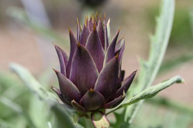 Sebze bahçesinde yeşil yapraklı mor küre enginarları. Yüksek kalite fotoğraf