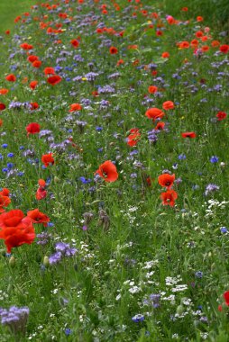 Yol kenarındaki çiçekli gelincikler ve diğer geleneksel çiçekler. Yüksek kalite fotoğraf