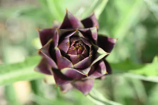 Purple Fresh Globe Artichokes Green Leaves Oin Vegetable Garden High — Stock Photo, Image