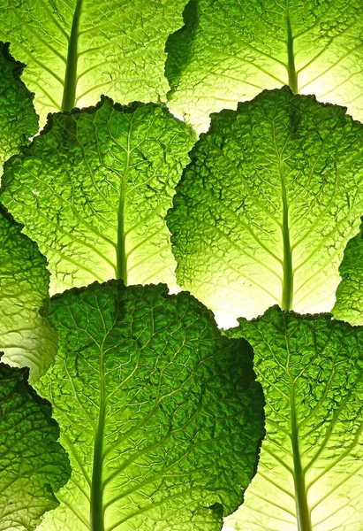 Close Texture Cabbage Leaf Backlight High Quality Photo — Stock Photo, Image