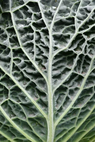 Close Texture Cabbage Leaf High Quality Photo — Stock Photo, Image