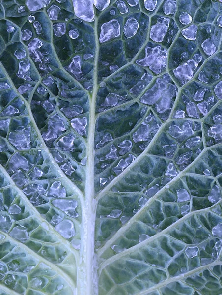 Close Texture Cabbage Leaf Ice Drops High Quality Photo — Stock Photo, Image