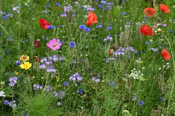 양귀비와 언어를 사용하는 꽃들이 고품질 — 스톡 사진