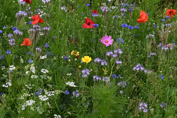 stock image Roadside flowers poppies and other anual flowers. High quality photo