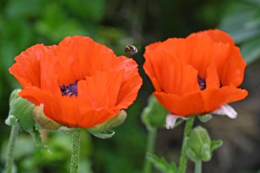 Çiçekli yaz bahçesinde arılı kırmızı gelincikler. Yüksek kalite fotoğraf