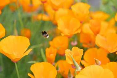 Turuncu Escholzia ya da uçan arılı California gelinciği. Yüksek kalite fotoğraf