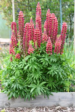 Lupinus, lupin, lupine field with pink, purple and blue flowers. High quality photo clipart