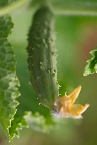 Fresh Cucumber Growing Vegetable Garden High Quality Photo — Stock Photo, Image