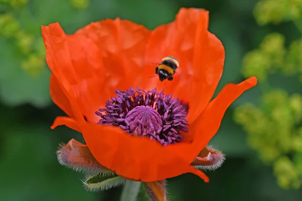 開花夏の庭で蜂と赤いケシ 高品質の写真 — ストック写真