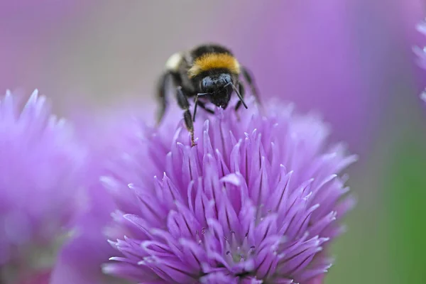 Feeding Bumblebee Chive Flower High Quality Photo — Stock Photo, Image
