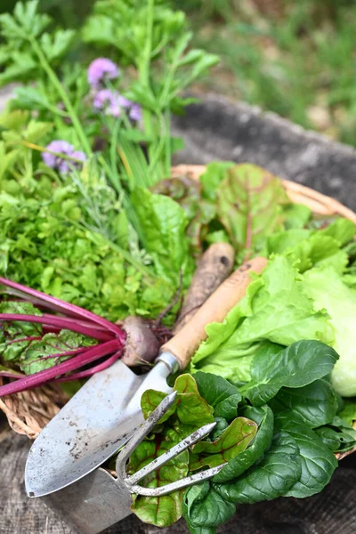 Fresh Picked Greens Vegetable Garden High Quality Photo — Stock Photo, Image