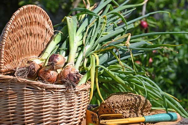 Basket Filled Fresh Onions Vegetable Garden High Quality Photo — Stock Photo, Image