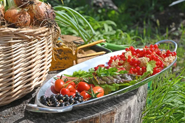 Harvest Fresh Gree Fruits Vegetable Garden High Quality Photo — Stock Photo, Image