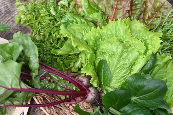 Fresh Picked Greens Vegetable Garden High Quality Photo — Stock Photo, Image