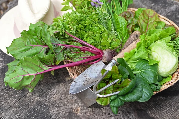 新鮮な野菜の庭から緑を選んだ 高品質の写真 — ストック写真