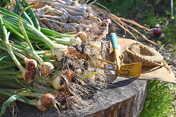 Fresh Onions Garlic Vegetable Garden High Quality Photo — Stock Photo, Image